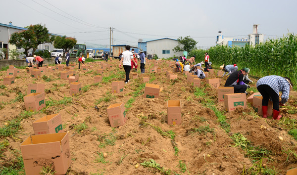이른 아침부터 나와 감자를 캐고 있는 통장협의회와 지역주민, 송산동 행정복지센터 직원들.