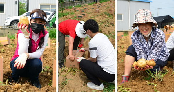 감자를 캐면서 어려운 이웃 나눔에 즐거워하는 주민들