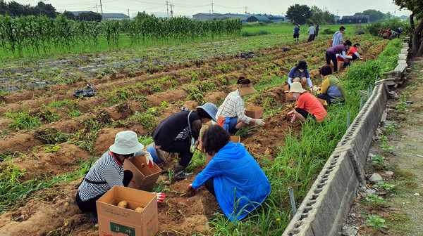 시간가는줄 모르고 감자를 캐는 주민들