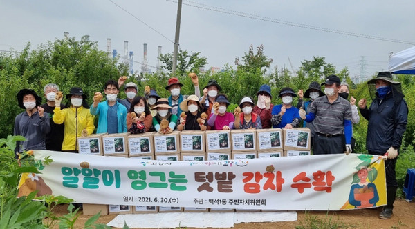 백석1동 주민자치회가 '알알이 영그는 텃밭'에서 감자를 수확해 지역의 어려운 이웃을 위한 나눔을 가진다.