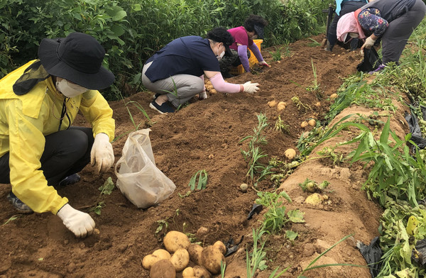 감자를 캐고 있는 백석1동 주민자치위원들.