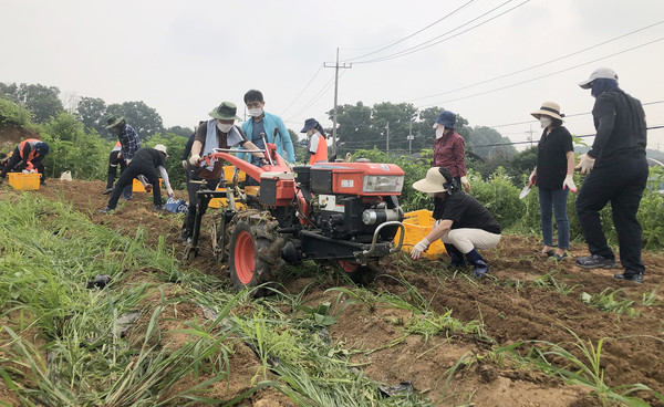 알 굵은 감자를 캐기 위해 경운기도 한 몫을 했다.