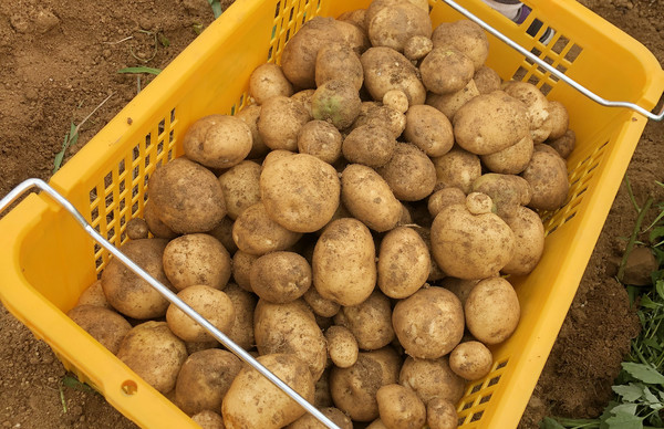 건강한 밭에서 수확한 건강한 감자는 지역의 어려운 이웃을 위해 사용된다.