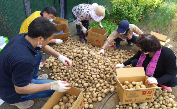 감자 선별작업으로 박스에 감자를 담는 원신동 주민자치위원과 관계자들.