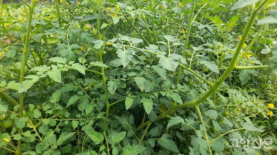 벌레 피해를 전혀 입지 않은 토마토밭.