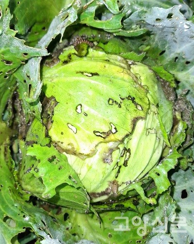 진딧물 피해를 입고도 살아난 양배추