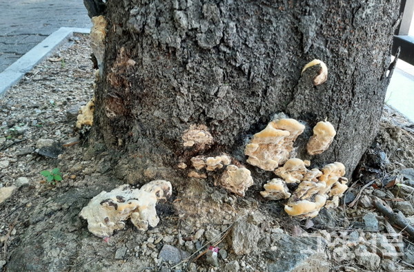 상황버섯으로 보이는 노르스름한 버섯이 자라는 느티나무 밑동. 느티나무 뿌리썩음병으로 느티나무가 죽어가고 있다. [사진제공=김윤용]
