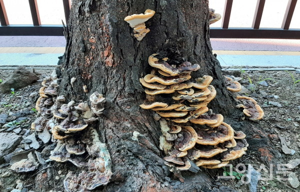 일산동구 강촌로와 경의로 느티나무 가로수는 버섯 피해로 수난을 겪고 있다. [사진제공=김윤용] 