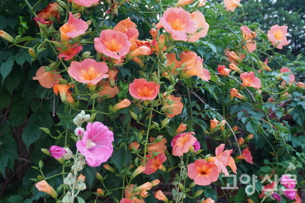 산 아랫마을 골목길의 화사한 꽃담.