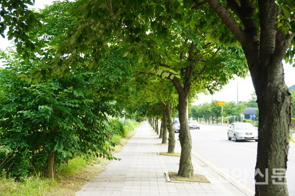 대로변을 잠시 걷는 구간이 있지만, 벚나무들이 그늘을 드리워준다.  