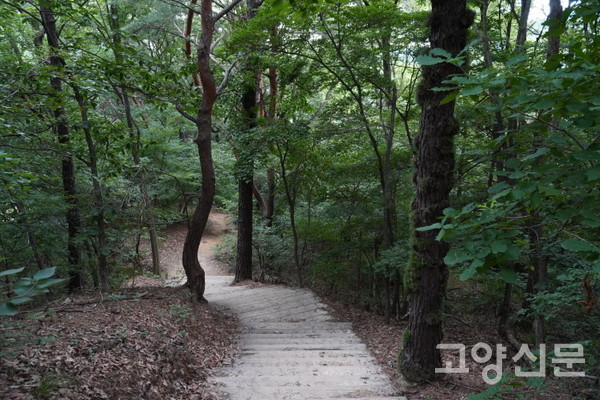 나무 그늘 시원한 숲길. 