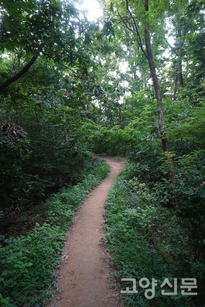 부드럽고 평탄하게 3km 넘게 이어지는 오송산 참나무숲길. 