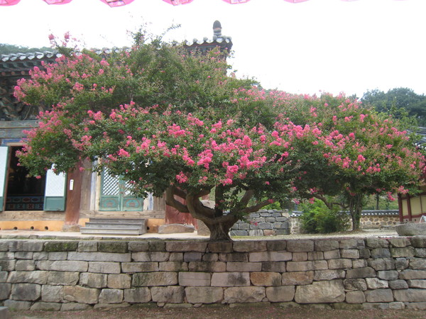 고창 선운사 배롱나무. 가지를 넓게 드리운 배롱나무 붉은꽃이 탐스럽다.
