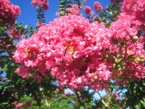 100일 동안 핀다는 배롱나무꽃. 한 꽃이 100일 피는 게 아니라 아래부터 윗쪽으로 피었다 졌다 한다.