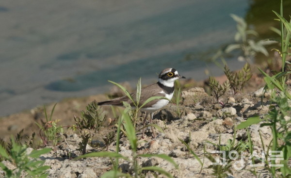 꼬마물떼새. [사진=고양자연생태연구회]