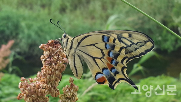 산호랑나비 수컷. [사진=고양자연생태연구회]