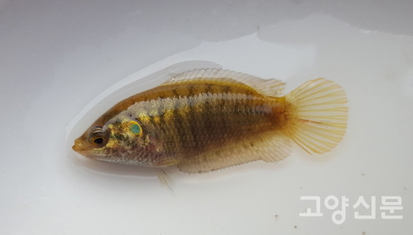 대장천에서 발견된 버들붕어. [사진=고양자연생태연구회]