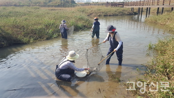 대창천에서 생물종을 조사하고 있는 고양자연생태연구회 모니터링팀. [사진=고양자연생태연구회]