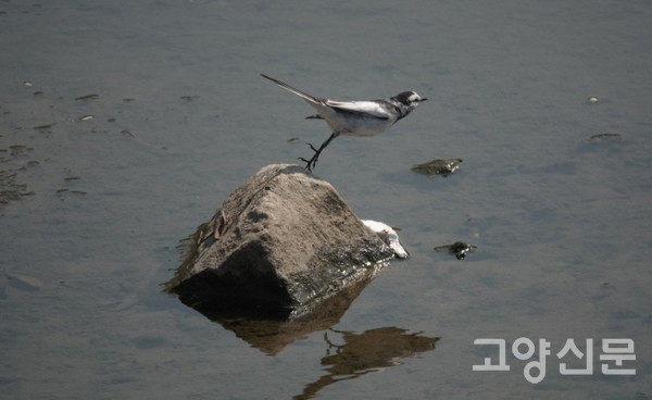 백할미새. [사진=고양자연생태연구회]