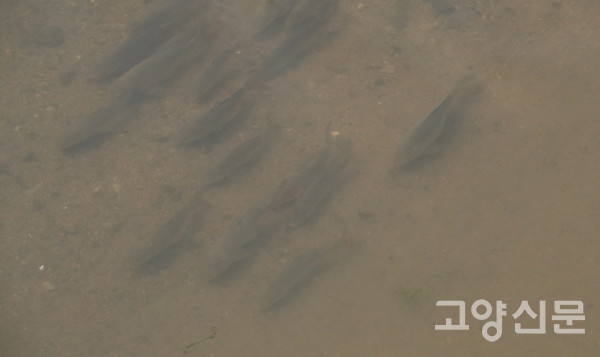 산란을 위해 몰려온 잉어떼. [사진=고양자연생태연구회]