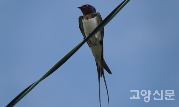 ▲제비 (제비과, Hirundo rustica)몸길이 대략 18cm. 몸 윗면은 광택이 있는 어두운 청색, 전국에서 흔히 볼 수 있는 여름철새. 시골이나 도시 인가, 또는 다리 등에 흙과 지푸라기 등을 이용해 둥지를 짓고 알을 5~6개 낳는다. 기후변화 생물지표종.​​​​​​​ [사진=고양자연생태연구회]