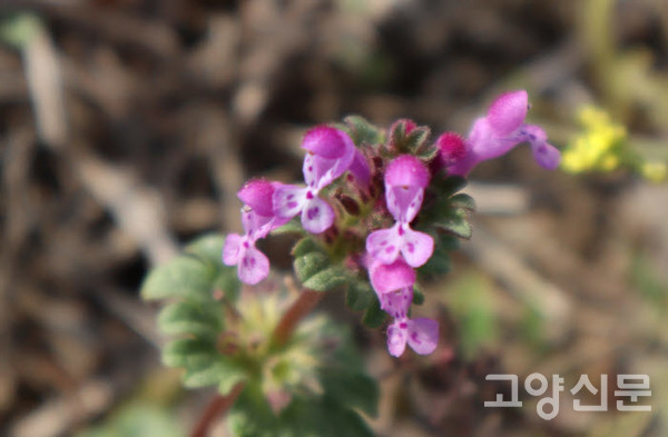 ▲광대나물 (꿀풀과, Lamium amplexicaule)양지바른 풀밭이나 길가에서 자라는 두해살이 풀. 3~5월에 입술모양의 홍자색 꽃이 핀다. 가을이나 겨울에 발아해 추운 겨울을 나고 이른 봄에 본격적으로 꽃이 핀다. 습윤하고 따뜻한 곳을 좋아한다. 국가 기후변화 생물지표 100종 중 하나. [사진=고양자연생태연구회]