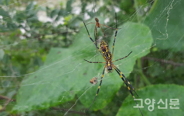 ▲무당거미 (왕거미과, Nephila clavata)몸길이는 암컷 20~30mm, 수컷 6~10mm 내외로 수컷은 같은 종으로 보이지 않을 만큼 작다. 몸빛이 무당처럼 화려해 무당거미라 이름이 붙었다. 8월 말경 짝짓기를 하고 기온이 영하로 내려가기 전 늦은 밤에 알을 낳는다. 기후변화 생물지표종이다. [사진=고양자연생태연구회]