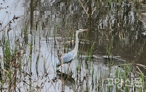 ▲왜가리 (백로과, Ardea cinerea)1~2월에 우리나라에 찾아와 번식하는 여름철새이며 그 중 일부는 우리나라에서 겨울을 나기도 한다. 몸길이 84~102cm. 기후 온난화로 점점 개체수 증가가 예상되어 다른 백로류와 더불어 기후변화 생물지표종으로 관찰 대상이다. [사진=고양자연생태연구회]