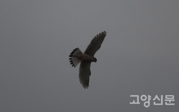 ▲황조롱이 (매과, Falco tinnunculus)천연기념물 제323-8호. 몸길이 수컷 33cm, 암컷 38cm, 날개 편 길이 70cm 정도. 도시 공원이나 농가 주변, 농경지, 도로변에서 볼 수 있다. 등줄쥐와 같은 작은 쥐와 소형 조류를 잡아먹는다. 먹잇감을 발견하면 날개를 퍼덕이며 정지비행을 한다. 절벽 틈이나 아파트 베란다, 교각 아래에 집을 짓는다. [사진=고양자연생태연구회]