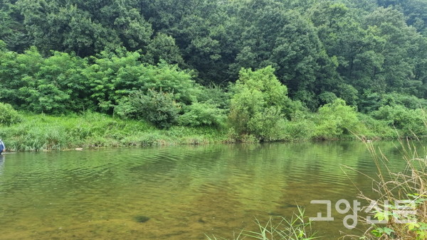 녹색탄소 저장소인 공릉천 하천 숲. [사진제공=에코코리아]