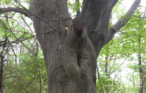 녹색탄소 저장고인 정발산 서어나무. [사진제공=에코코리아]