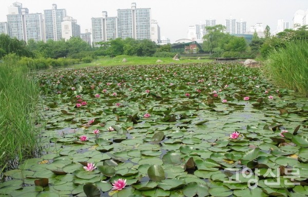 녹색탄소 저장고인 일산호수공원 습지. [사진제공=에코코리아]