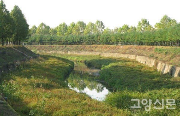 녹색탄소 저장고인 대화천 제방 숲. [사진제공=에코코리아]