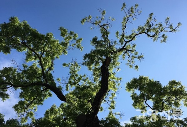 녹색탄소 저장고인 일산호수공원 회화나무. [사진제공=에코코리아]