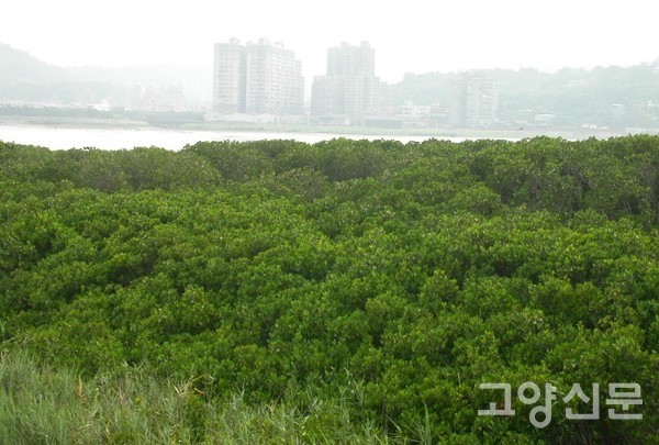 청색탄소 저장고인 맹그로브숲, [사진제공=에코코리아]