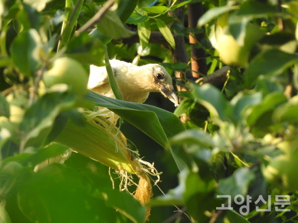 옥수수 열매를 파먹고 있는 흰까치. [사진제공=조병범]