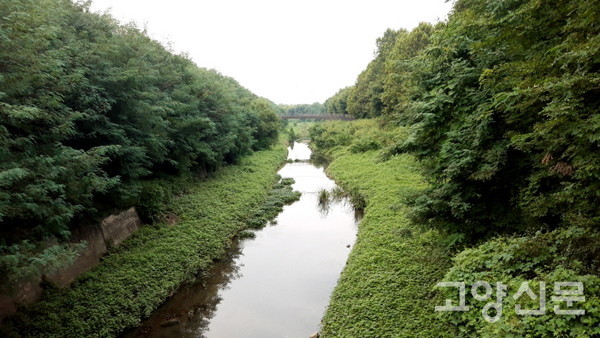 배수로로 만들어졌지만, 풍요로운 식생을 품으며 '소하천'으로 격상된 대화천의 모습. 