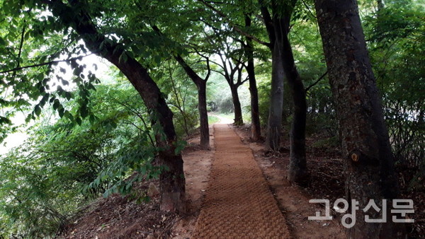 대화천 둘레길을 걷다 보면 다양한 종류의 나무들을 만날 수 있다. 
