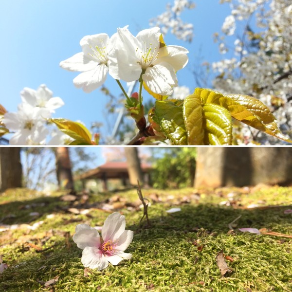 ▲ 올해 상반기에 진행된 고양시장애인종합복지관 ‘아르떼아카데미’를 통해 완성된 작품(미술, 사진, 도예).