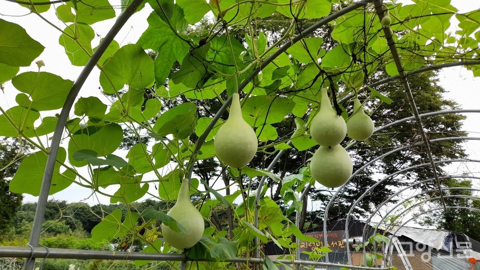 탐스럽게 열린 조롱박들