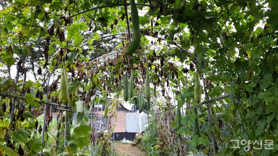 주렁주렁 매달린 수세미들