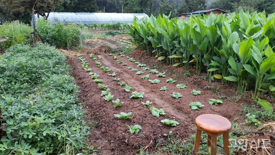 잘 자라고 있는 배추들