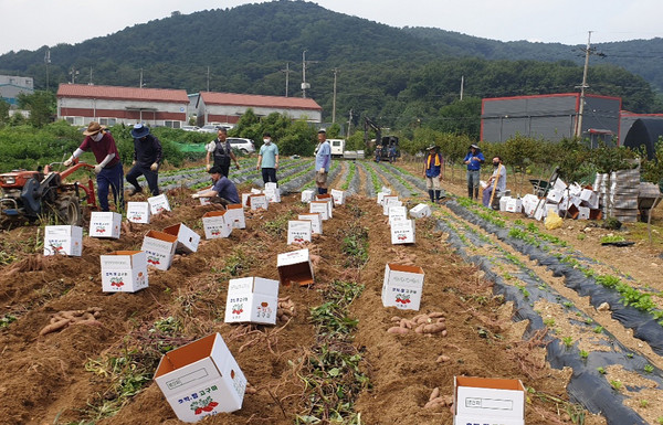 고봉동 주민자치위원회가 고구마를 수확해 지역의 경로당과 독거어르신 가정에 전달했다. 