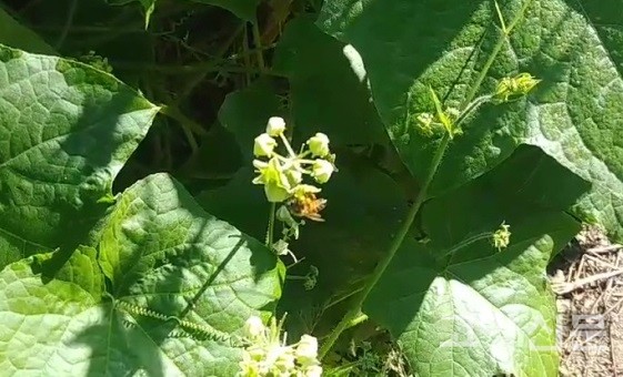 가시박 암꽃과 서양꿀벌 [사진제공=에코코리아]