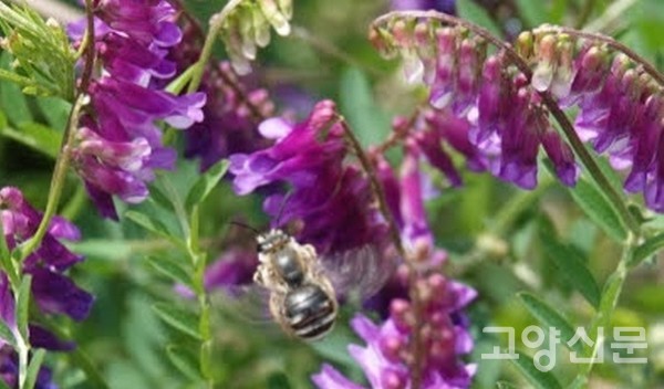 갈퀴나물과 재래꿀벌. [사진제공=에코코리아]