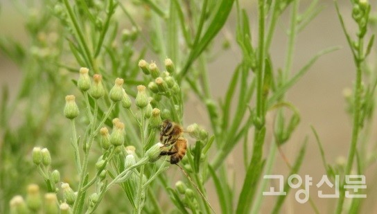 망초와 서양꿀벌 [사진제공=에코코리아]