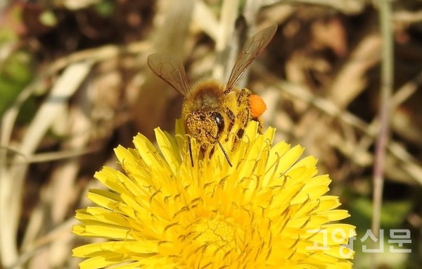 민들레와 서양꿀벌 [사진제공=에코코리아]