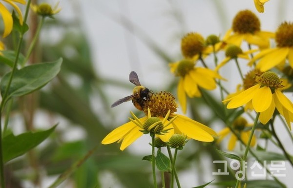 삼잎국화와 서양뒤영벌 [사진제공=에코코리아]