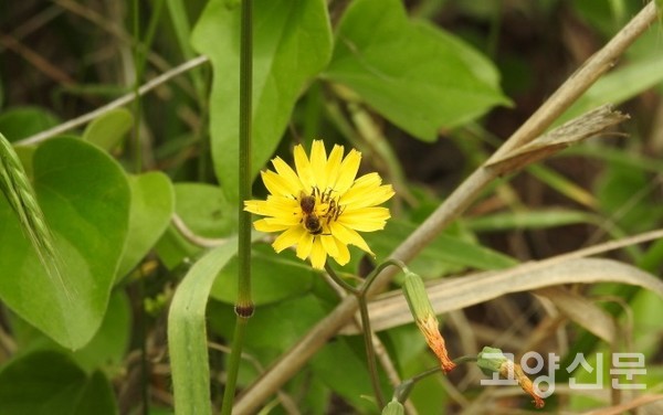 씀바귀와 재래꿀벌 [사진제공=에코코리아]