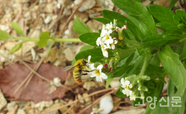 애호박벌 [사진제공=에코코리아]